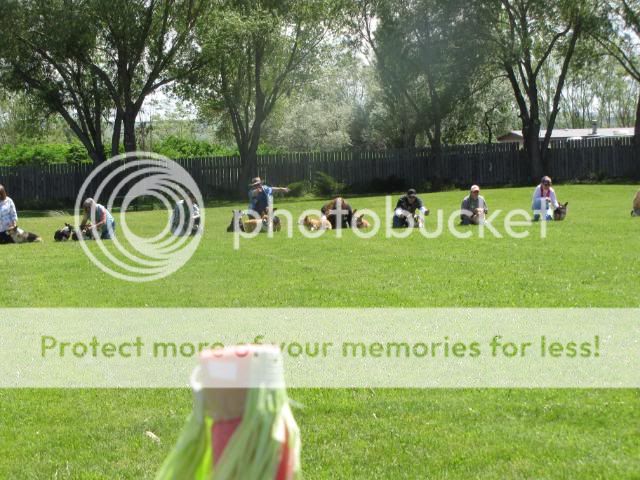 2010corgipicnic097.jpg