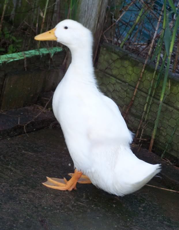 duckbuddy2.jpg