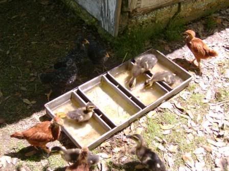 chicksmallards.jpg
