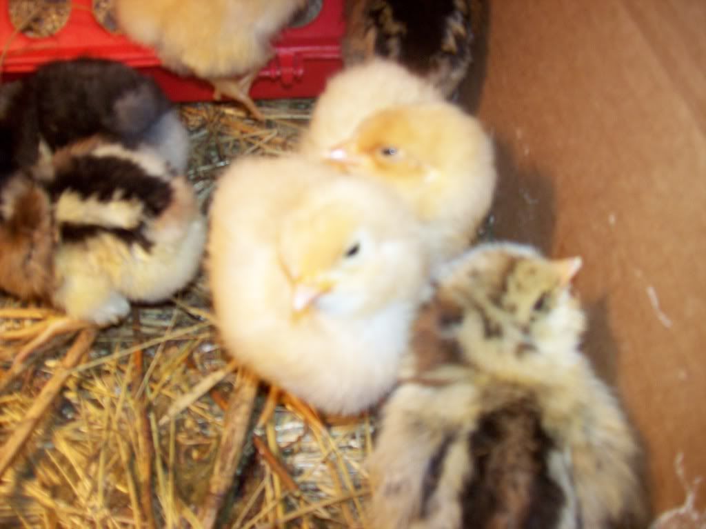 chickens017.jpg