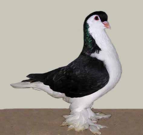 Lahore%28black%29.jpg