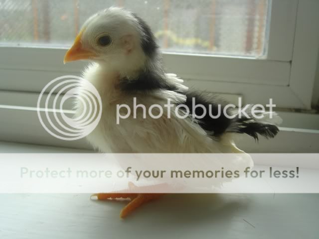 DSC00832.jpg