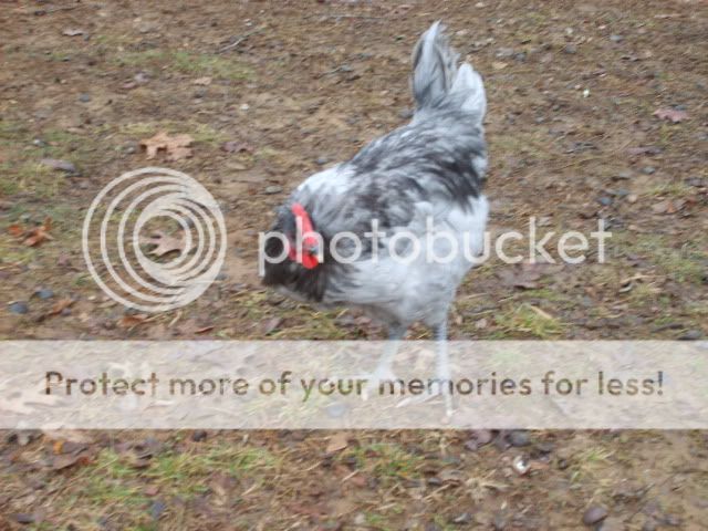 1-21-10flock016.jpg