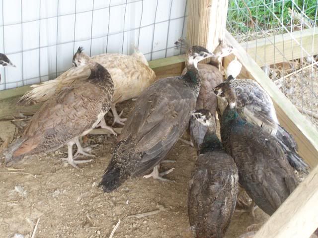 peachicks085.jpg