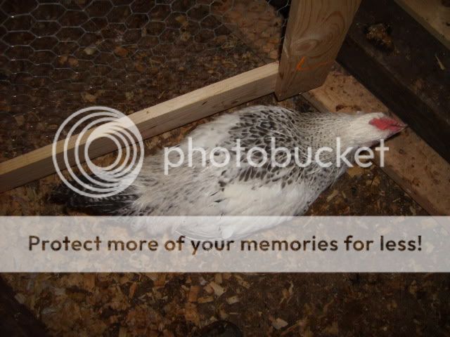 flock2-18-10084.jpg