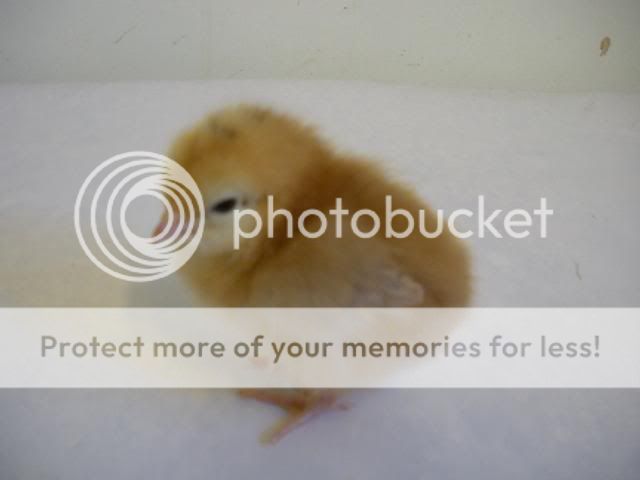 hatcherysurprisedayone303.jpg