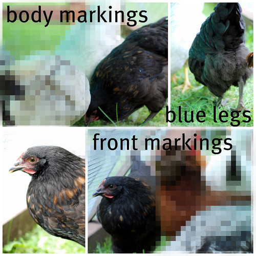4672631970_3df6e1f4a3.jpg