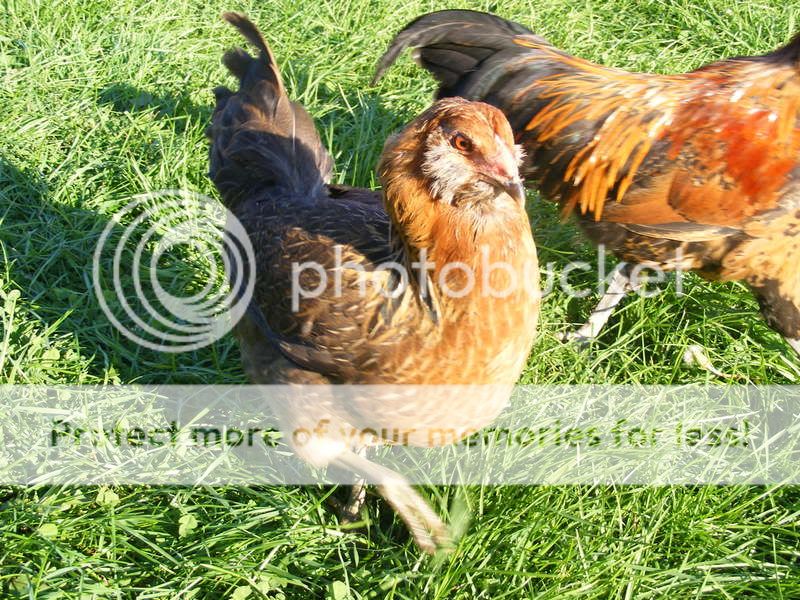 chickens005.jpg