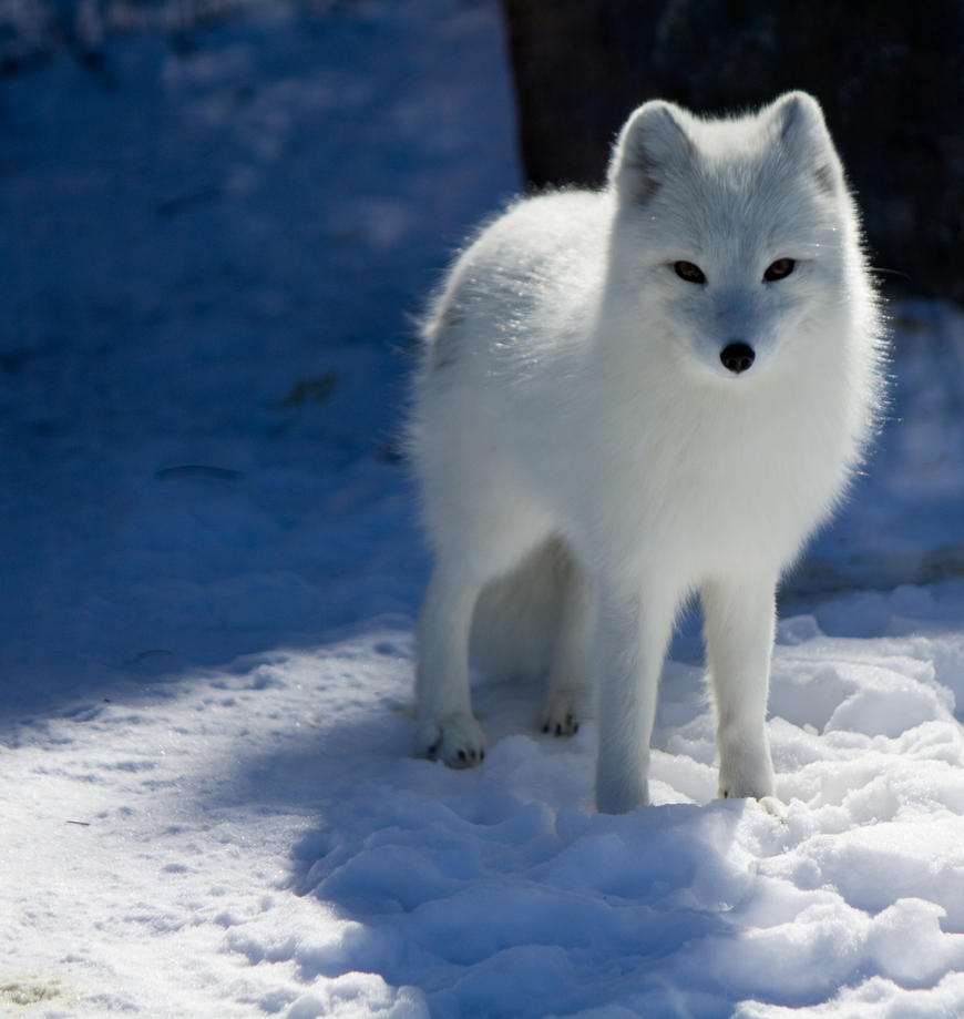 observant_arctic_fox_by_eternalfall1-d3b7j9x.jpg