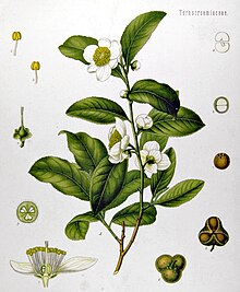 220px-Camellia_sinensis_-_K%C3%B6hler%E2%80%93s_Medizinal-Pflanzen-025.jpg