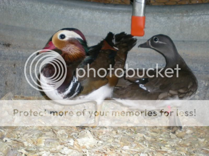 DSCN3683.jpg