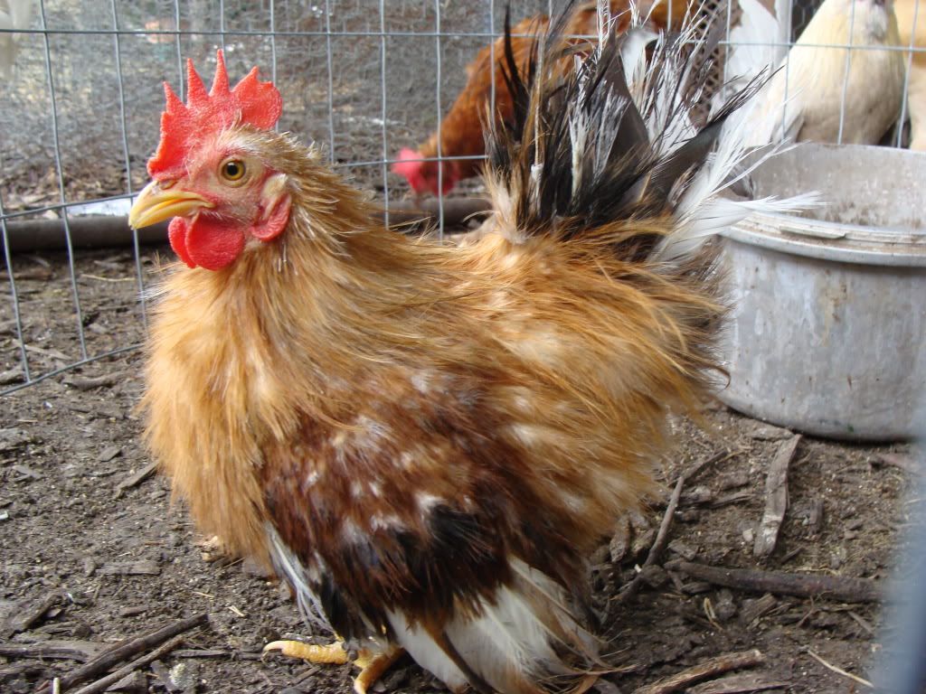ChickPicks2273.jpg