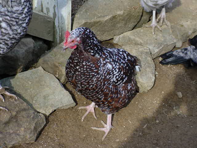 speckledsussex.JPG