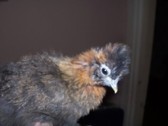 Redsilkie006.jpg