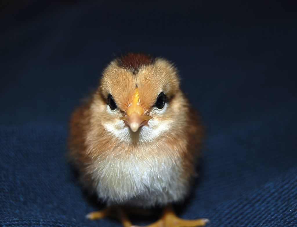 twochicks055.jpg