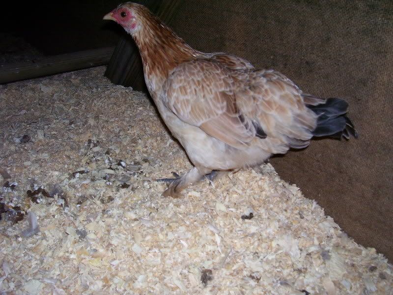 Chicks035-1.jpg
