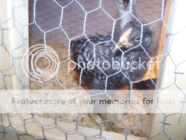 Orderhatched020.jpg