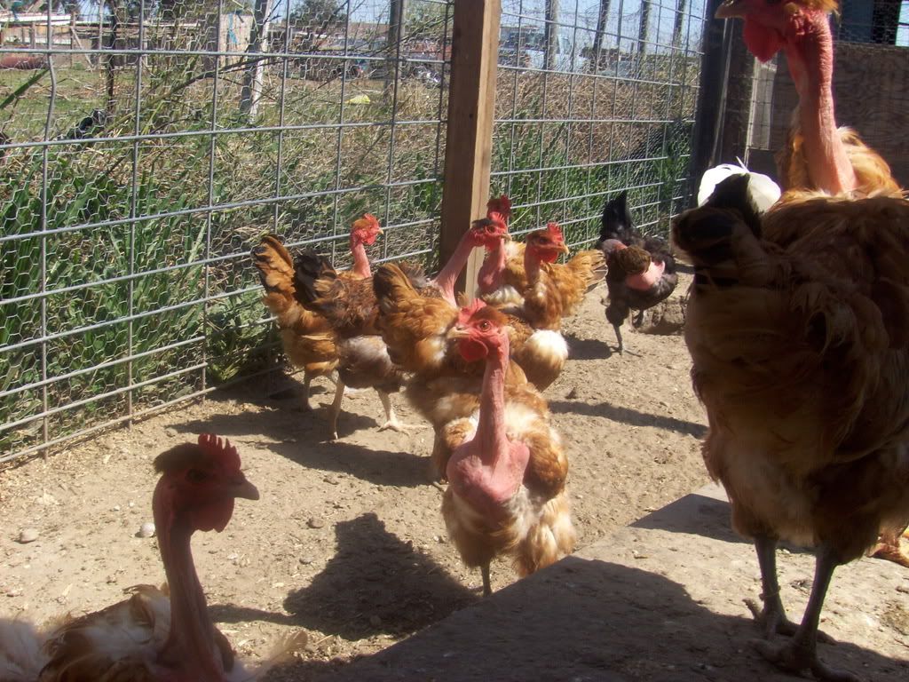 ChickensDucksandGoats011.jpg