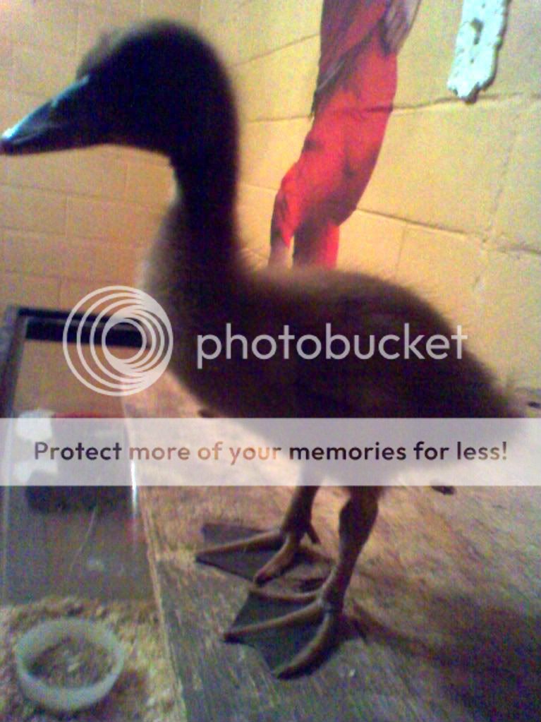 duck.jpg