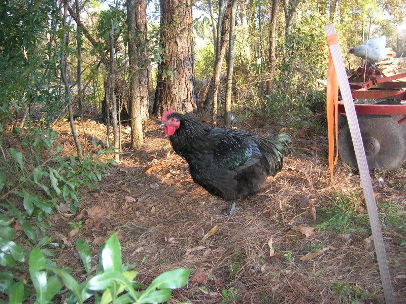 jan2010chickens183.jpg