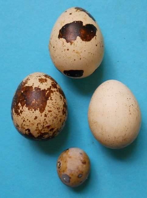 quaileggs1.jpg