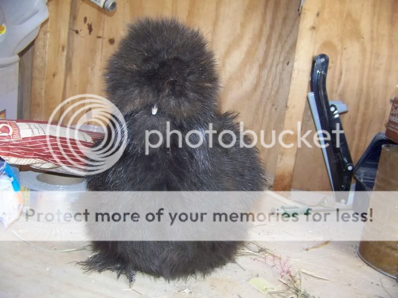 newsilkiehen019.jpg
