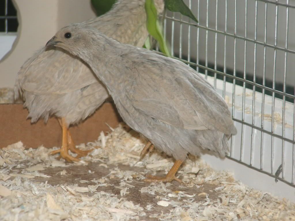 2009_0221quails0013.jpg