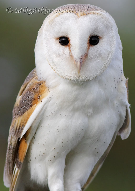 BarnOwl05.jpg