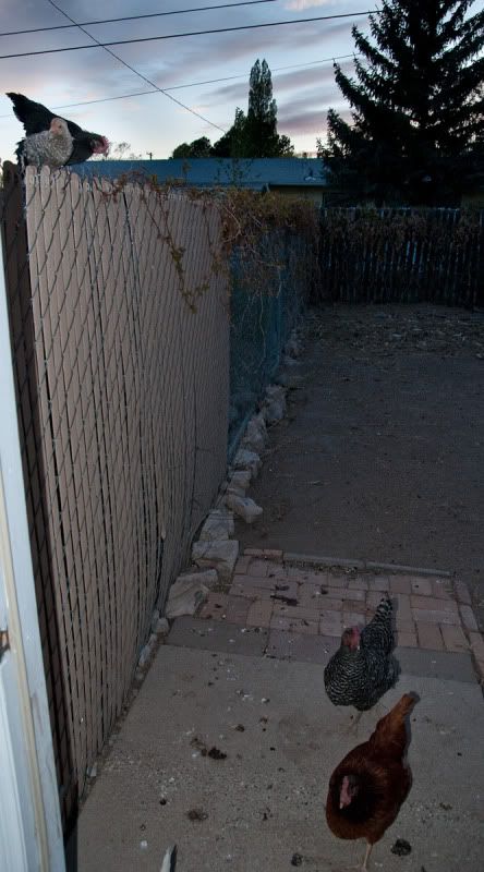 roosterfence.jpg