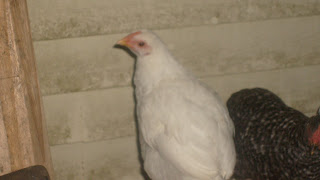 S6306804.JPG
