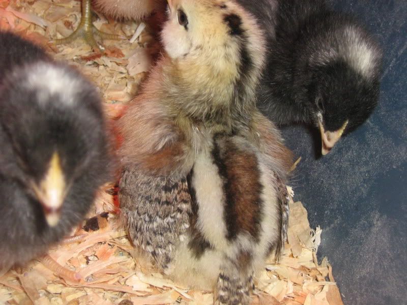 Chicks021.jpg
