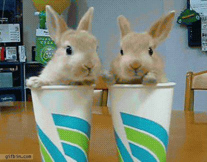 bunnycups.gif
