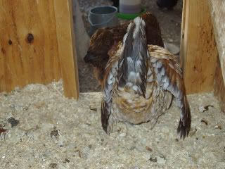 chickens221.jpg