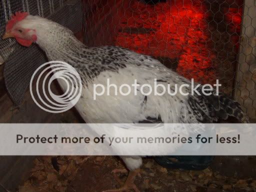flock2-18-10074.jpg