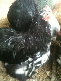 chicken2.jpg