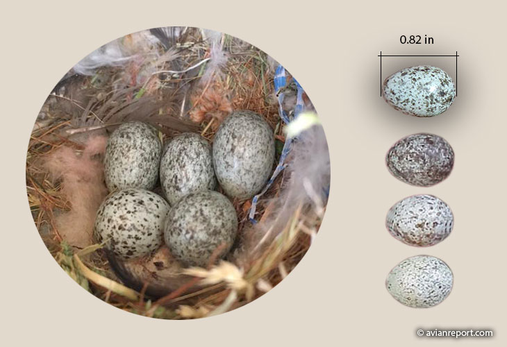 house-sparrow-egg-opti.jpg