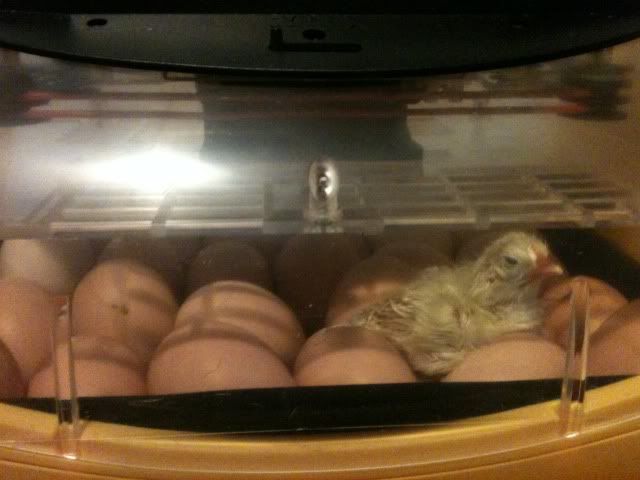 corochick.jpg