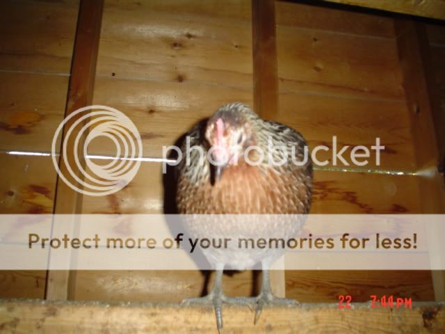 DSC06251.jpg