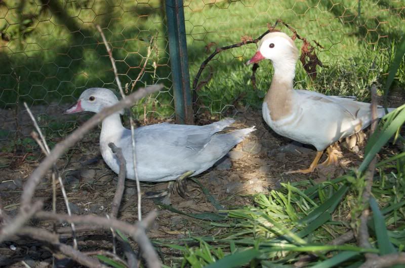 Aviary038.jpg