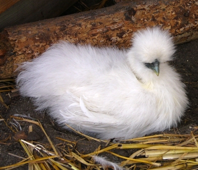 Maxpurewhitehen.jpg