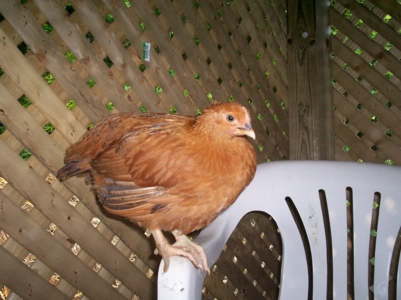 week7chicks014.jpg