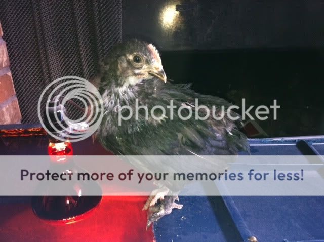 photo12.jpg