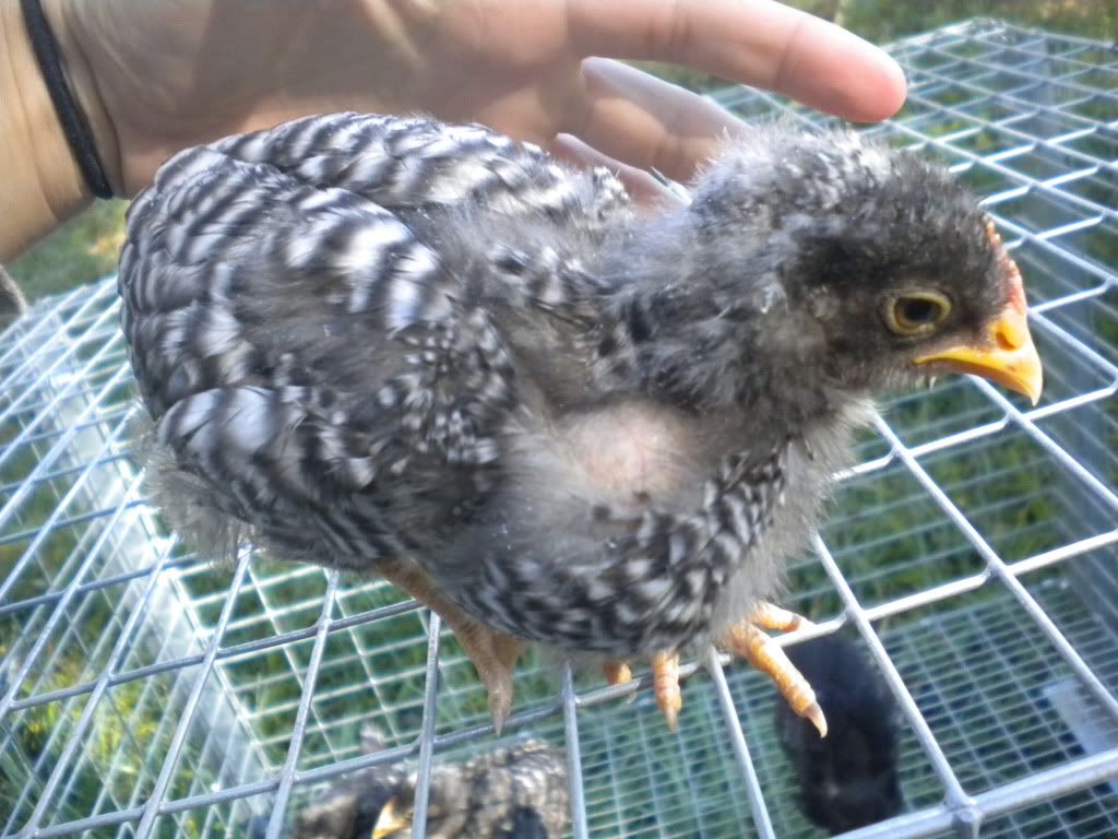 chicksat1month008.jpg
