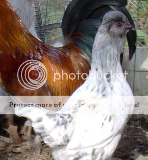 bannyhen.jpg