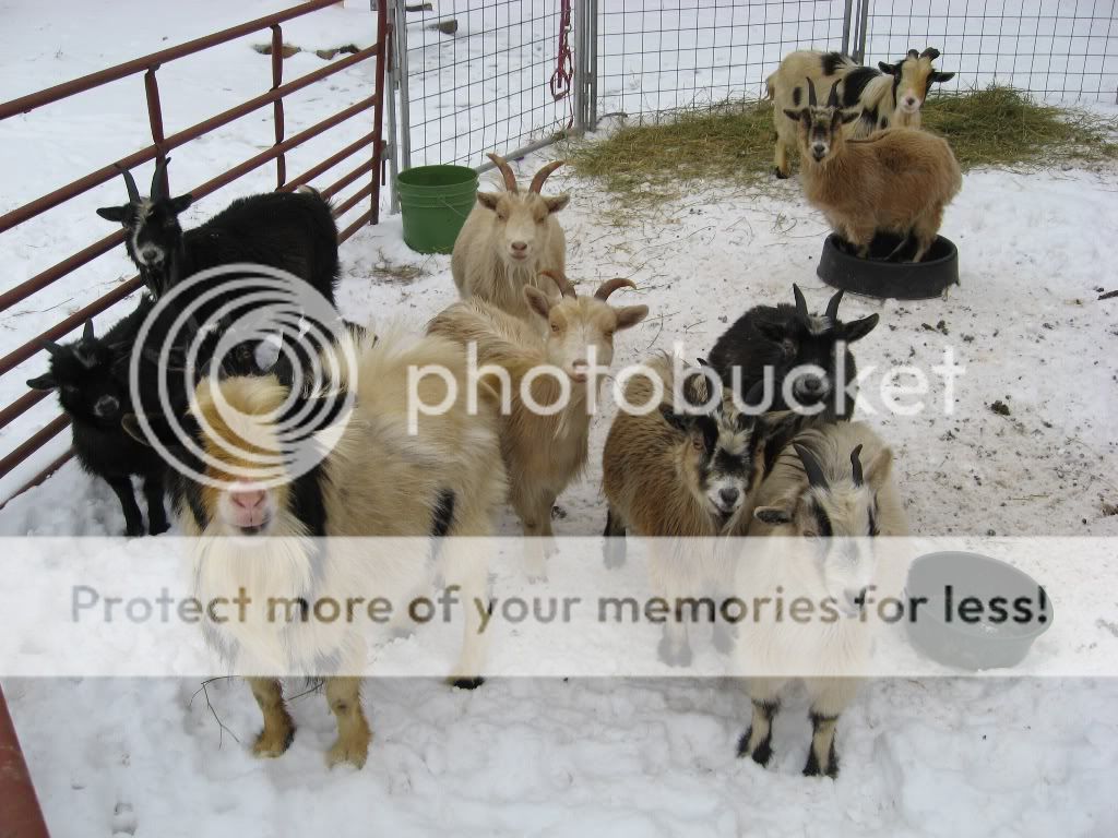 1goatsno.jpg