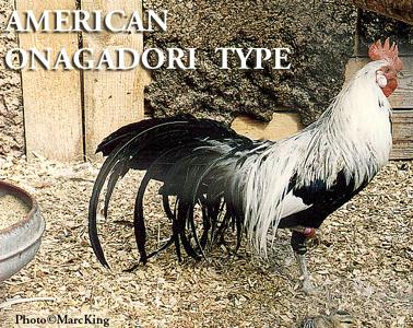 American_Onagadori.JPEG