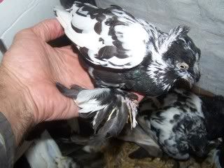 pigeon010.jpg