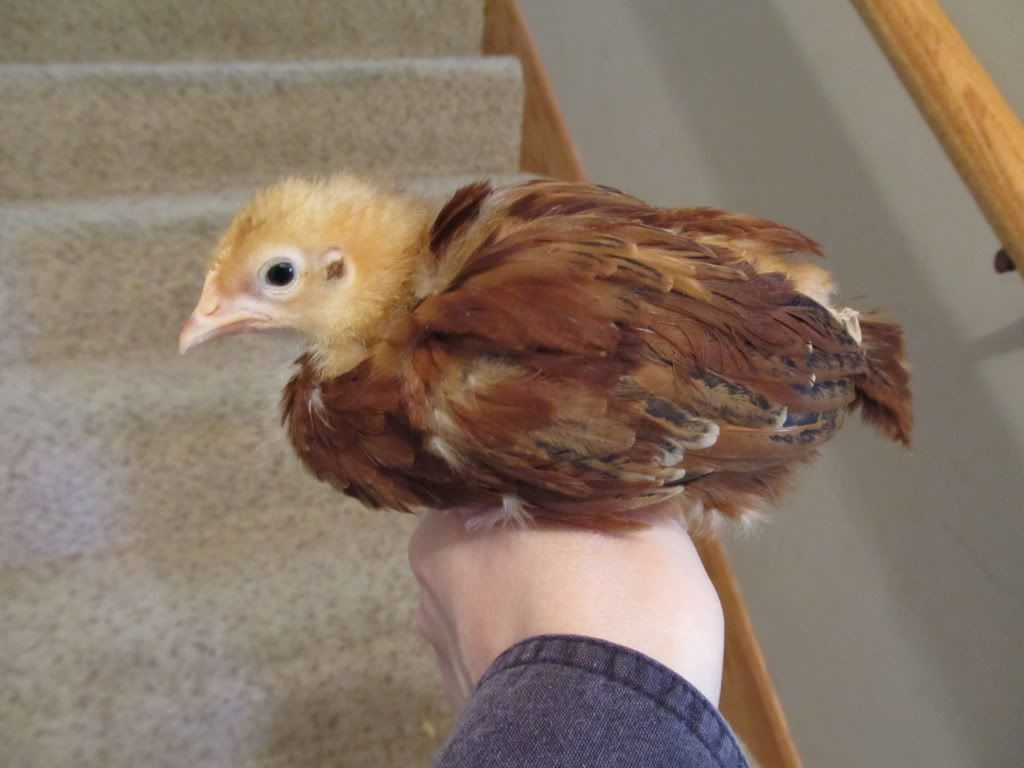 chickens3012.jpg
