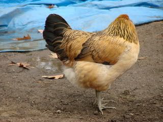 Chicking_Sexing011.jpg