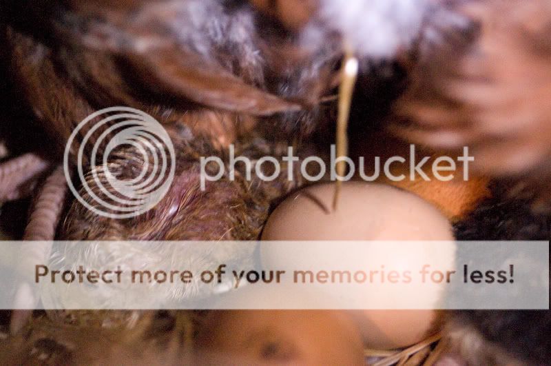 0806babychick003.jpg